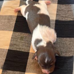 Riley - Chocolate and tan female Dachshund puppy in Corbin, Kentucky from Doxie Dapples