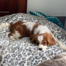 Waylon - Cavalier King Charles Spaniel