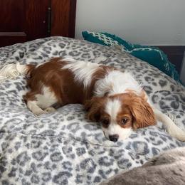 Waylon - Cavalier King Charles Spaniel
