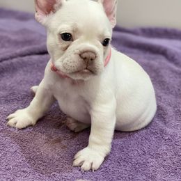 French Bulldog Puppies from Phillips Family Frenchies