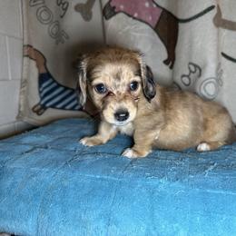 Wilma - Dapple female Dachshund puppy in Henrico, Virginia from All About Pets