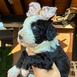 Hope - female Australian Mountain Doodle puppy in Miami, Florida from Jade’s Paws & Co. Of Miami LLC