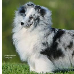Silvie - Shetland Sheepdog