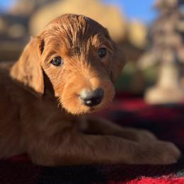 Mistletoe - Red female Aussiedoodle puppy in Riverside, California from Just Loving Doodles