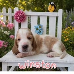 Winston - Red and white male Basset Hound puppy in Denison, Texas from Emma Lou's Baby Bassets