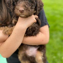 Sprout - Red phantom Aussiedoodle puppy in New Philadelphia, Ohio from Oldtown Doodles