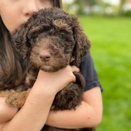 Sprout - Red phantom Aussiedoodle puppy in New Philadelphia, Ohio from Oldtown Doodles