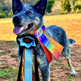 Wayne - Australian Cattle Dog