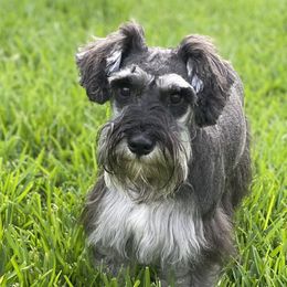 Breeland - Miniature Schnauzer