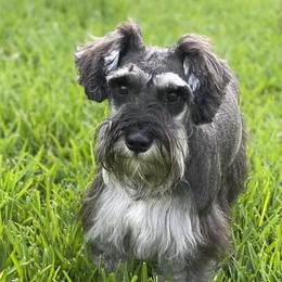 Breeland - Miniature Schnauzer