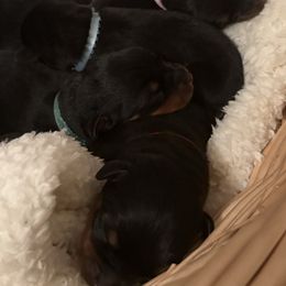 Buttercup - Black and mahogany female Rottweiler puppy in Kinston, North Carolina from Domov Kartelu Rottweilers