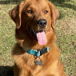 Rosie - Golden Retriever