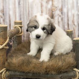 Maroon Collar (Eckley) - Great Pyrenees puppy in Colorado from EverestSnow Pyrenees