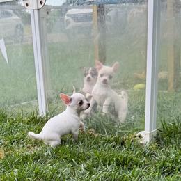 AKC Olaf (delivering from Missouri to Arizona 16-18th) - White male Chihuahua puppy in Seneca, Missouri from Stephanie’s Puppy Colony