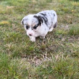 Patch - Blue merle and white male American Corgi puppy in Aberdeen, Washington from Coastal country Farms