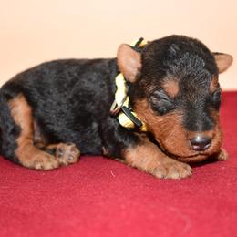 Jaxter - Black and tan male Welsh Terrier puppy in Draper, Virginia from Shady Oaks WFT