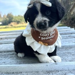Swift - Black & white female Australian Shepherd puppy in Newton, Mississippi from Bright Star Aussies