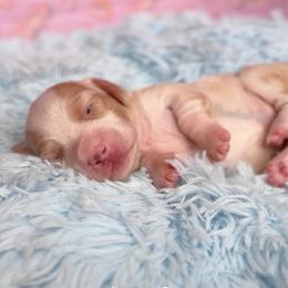Ballerina Barbie - Cream female Dachshund puppy in Chandler, Arizona from Vonaducci Doxies, LLC.