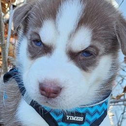 Woody(brown) - Brown and white male Siberian Husky puppy in Springfield, Massachusetts from 16acreshuskies