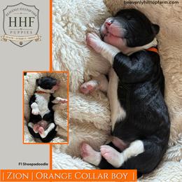 ZION - Black and white male Sheepadoodle puppy in Charlo, Montana from Heavenly Hilltop Farm