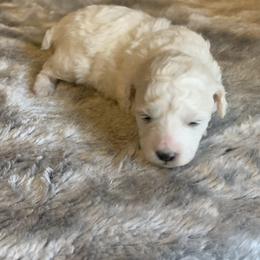 Venus - Parti female Poodle puppy in Haddam, Kansas from Golden B Acres
