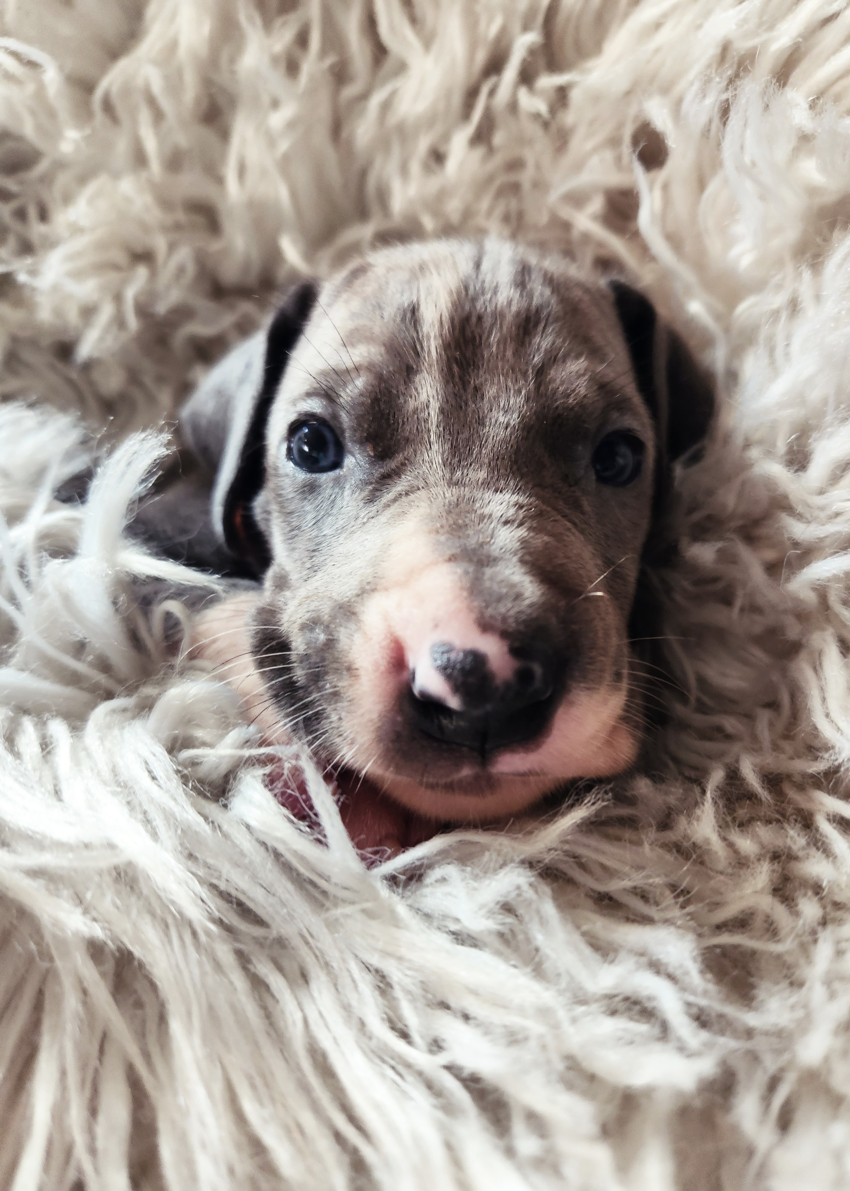 Arlo - Blue and white Great Dane puppy in California from Bolo K9 Kennels