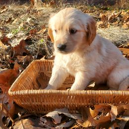 Girl 2 (Red Collar) - Golden Retriever puppy in Benton, Arkansas from KSquared Golden Retrievers
