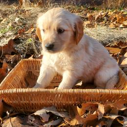 Girl 2 (Red Collar) - Golden Retriever puppy in Benton, Arkansas from KSquared Golden Retrievers