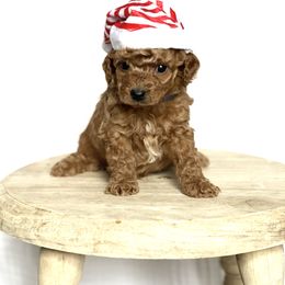 Goldendoodle Puppies from Doodles and Cavaliers