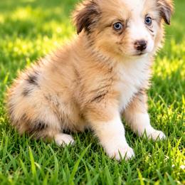 Giggle - Red merle female Miniature Australian Shepherd puppy in Stuart, Iowa from Arbor Hill Aussies