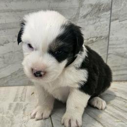 F3 - Black & white female Australian Shepherd puppy in Arbela, Missouri from County Line Aussies