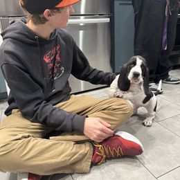 Basset Hound Puppies from Howlin Hounds