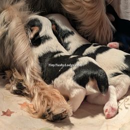 AKC Parti boy - Parti male Yorkshire Terrier puppy in Greencastle, Indiana from Tiny Tushy Lodge