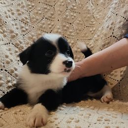 Freckles - Black Australian Shepherd puppy in Walhalla, South Carolina from Hickory Woods Aussies