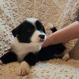 Freckles - Black Australian Shepherd puppy in Walhalla, South Carolina from Hickory Woods Aussies