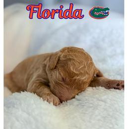 Florida - Red female Aussiedoodle puppy in High Point, North Carolina from Kingsfield Doodles