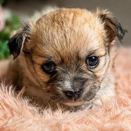 Precious - Fawn and white female Chihuahua puppy in Tulsa, Oklahoma from Hart's Chihuahuas