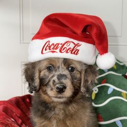 Coca Cola - Merle female Goldendoodle puppy in Beecher, Illinois from Erica’s Doodles
