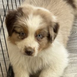 Hope - Red merle female Australian Shepherd puppy in Tehachapi, California from Boundless Joy Aussies