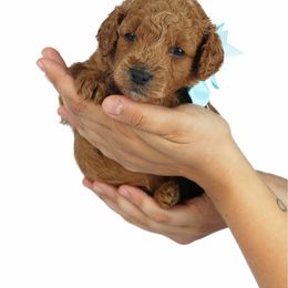 Goldendoodle Puppies from Loving Hearts Goldendoodles