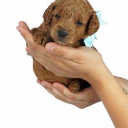 Goldendoodle Puppies from Loving Hearts Goldendoodles