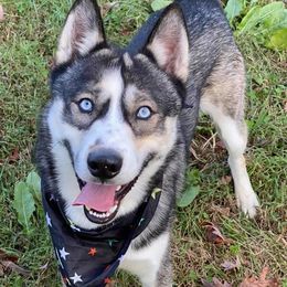 Siberian Huskies from Howlin’ Husky Farms