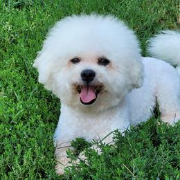 CASPER - Bichon Frise