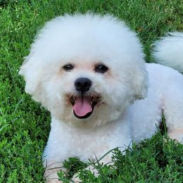 CASPER - Bichon Frise