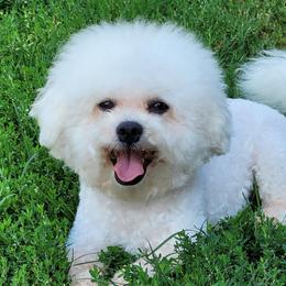 CASPER - Bichon Frise