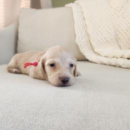 Leonard - Cream male Dachshund puppy in Dighton, Massachusetts from Powerdox Dachshunds