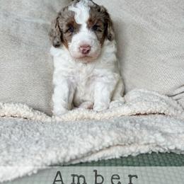 Amber - Merle female Bernedoodle puppy in Spring, Texas from At The Cross Kennel