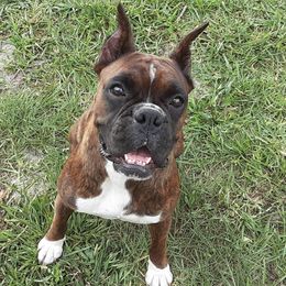Precious - Boxer