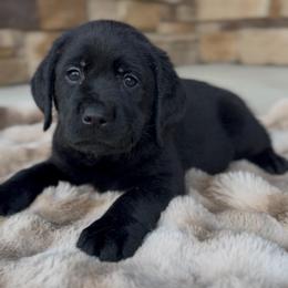 Boy 3 - Black male Labrador Retriever puppy in Chapel Hill, Tennessee from Pure Heaven Labs