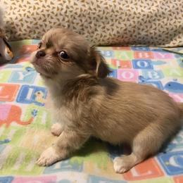 Chihuahua Puppies from Chilove Chihuahuas